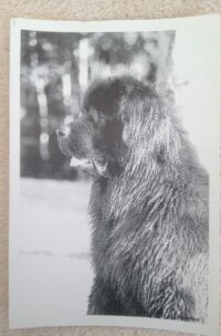 carte postal