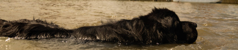 A l'eau Terre-Neuve Gironde