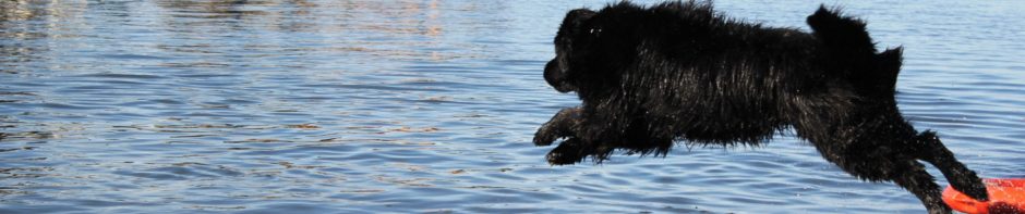 A l'eau Terre-Neuve Gironde